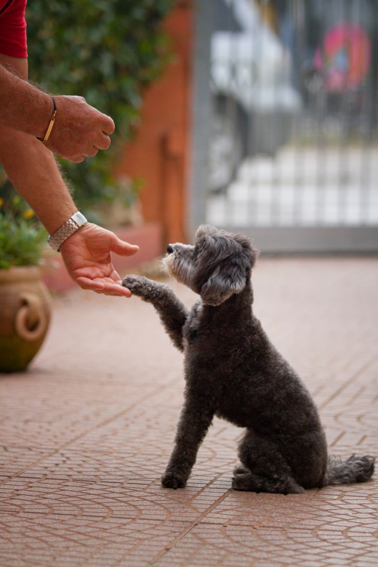🏡 Training & Gedrag